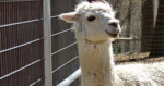 Alpaca at Unity Farm